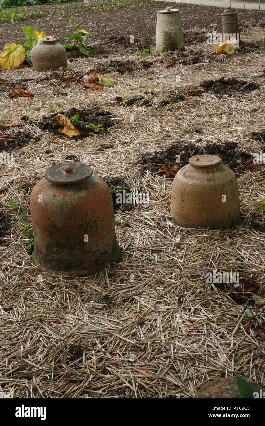 L'HORTICULTURE. RHEUM X CULTORUM. La rhubarbe forçant les bocaux. Banque D'Images