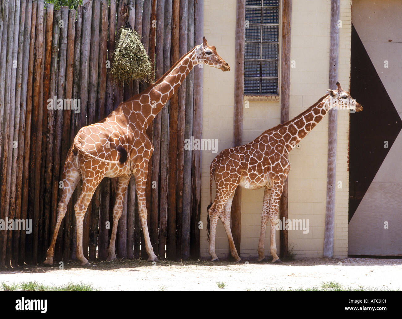 La girafe enceinte de Jacksonville Zoological Park a 61 acres qui abrite plus de 700 animaux et oiseaux dans une variété d'habitats Banque D'Images