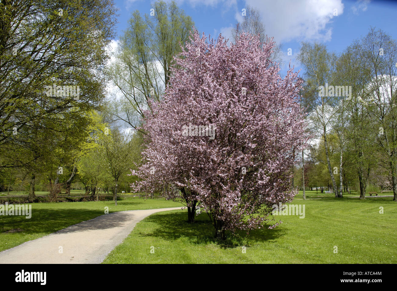 Cherry Plum, le Myrobolan prunier (Prunus cerasifera 'Nigra', Prunus cerasifera nigra), arbre de printemps en fleurs Banque D'Images