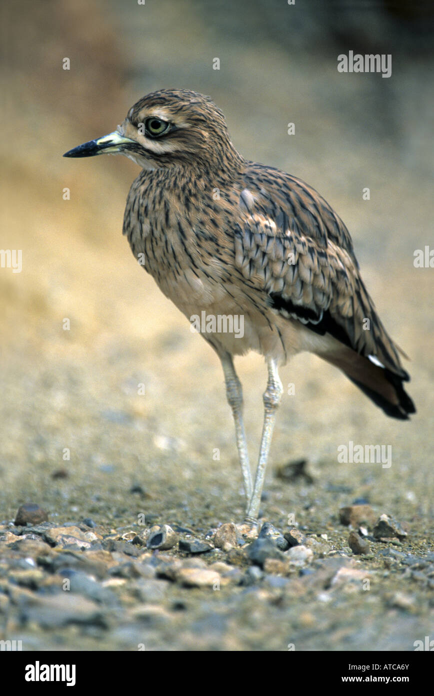 Oedicnème criard Burhinus bistriatus Banque D'Images