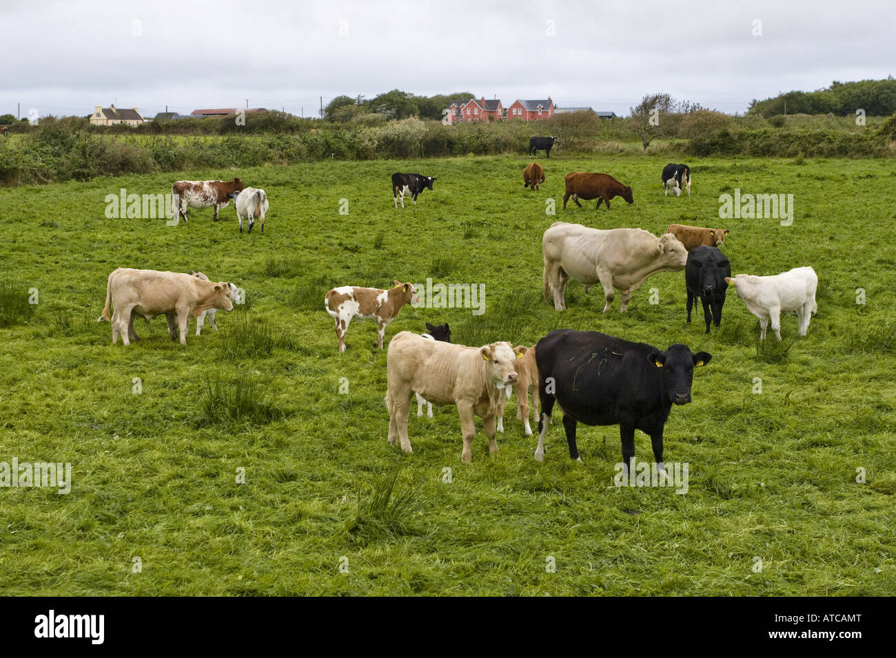 Les bovins domestiques (Bos primigenius f. taurus), troupeau de vaches avec Bull et claves, Irlande, Clarens Banque D'Images