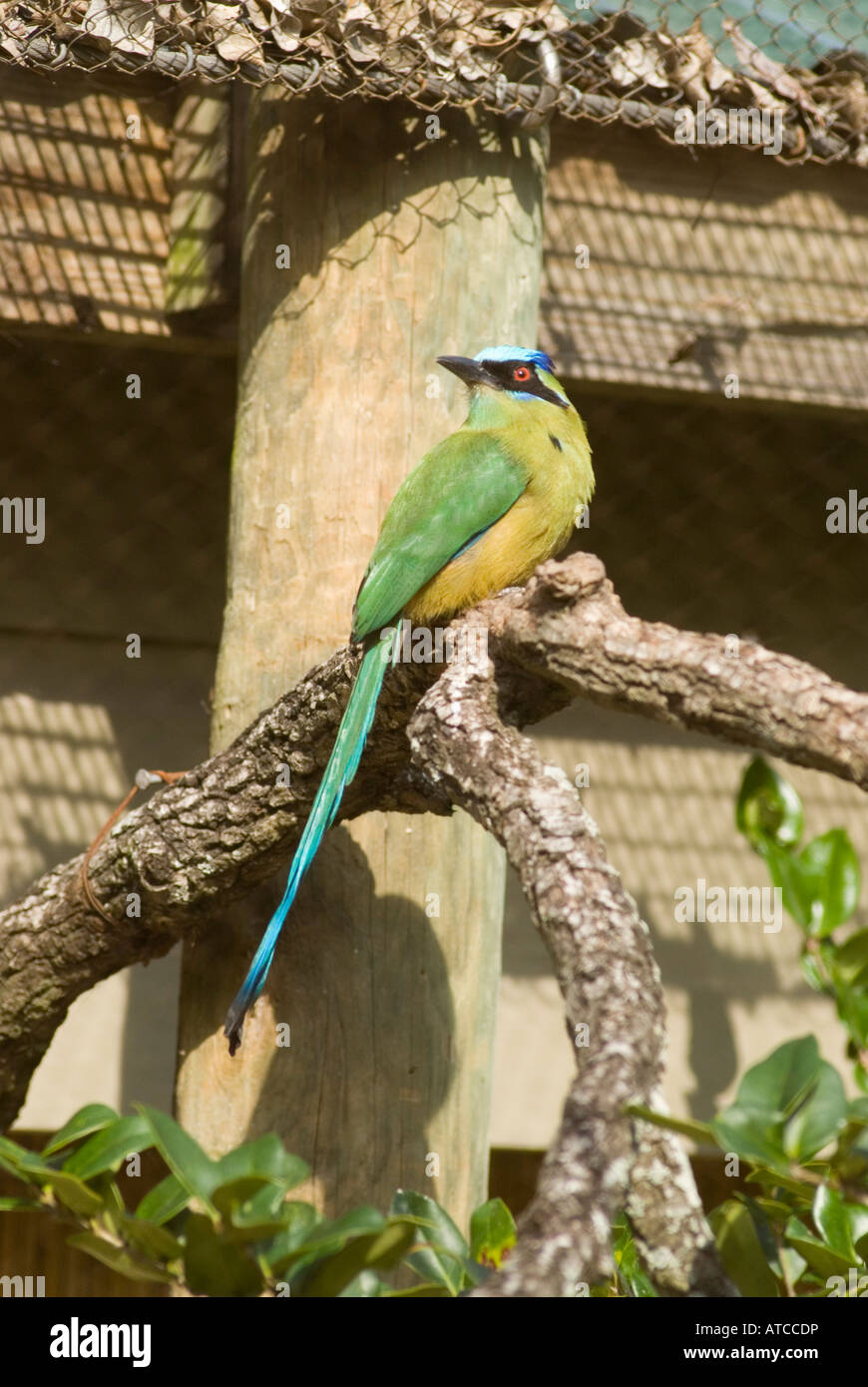 Un Motmot houtouc au Zoo de Houston, Houston, Texas, USA Banque D'Images