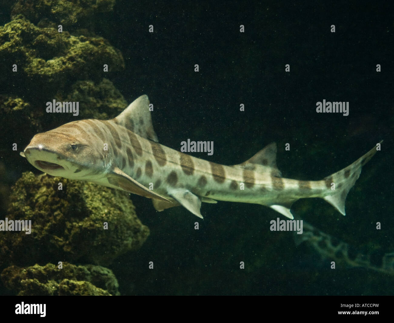Na-na ... na-na ... na-na ... insérer ici musique requins effrayants pour ce requin léopard. Banque D'Images