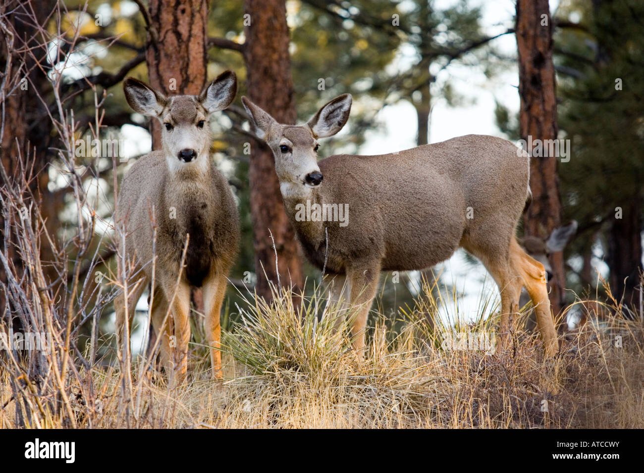 Cerf mulet Banque D'Images