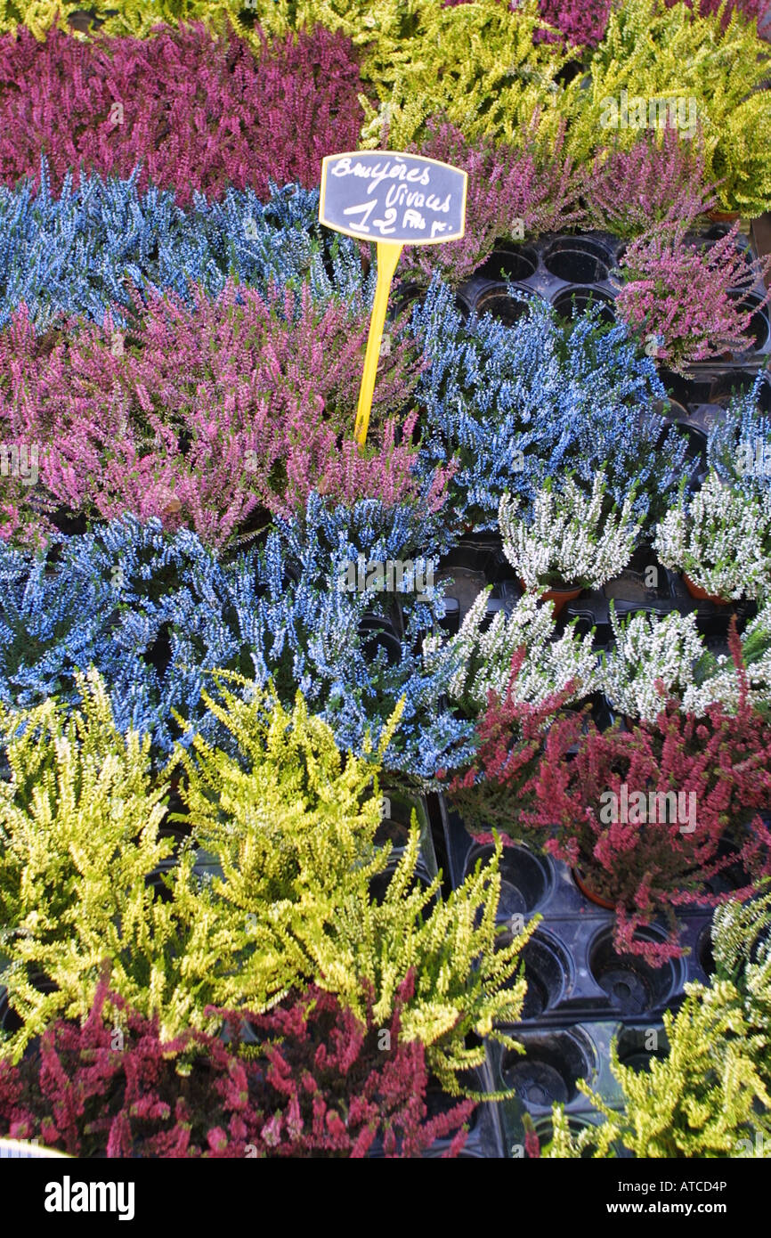 Rose, Bleu et Jaune parfumé aux fleurs de bruyère en pot, de  l'horticulture. Bruyere jaune, bleue et rouge rose Photo Stock - Alamy