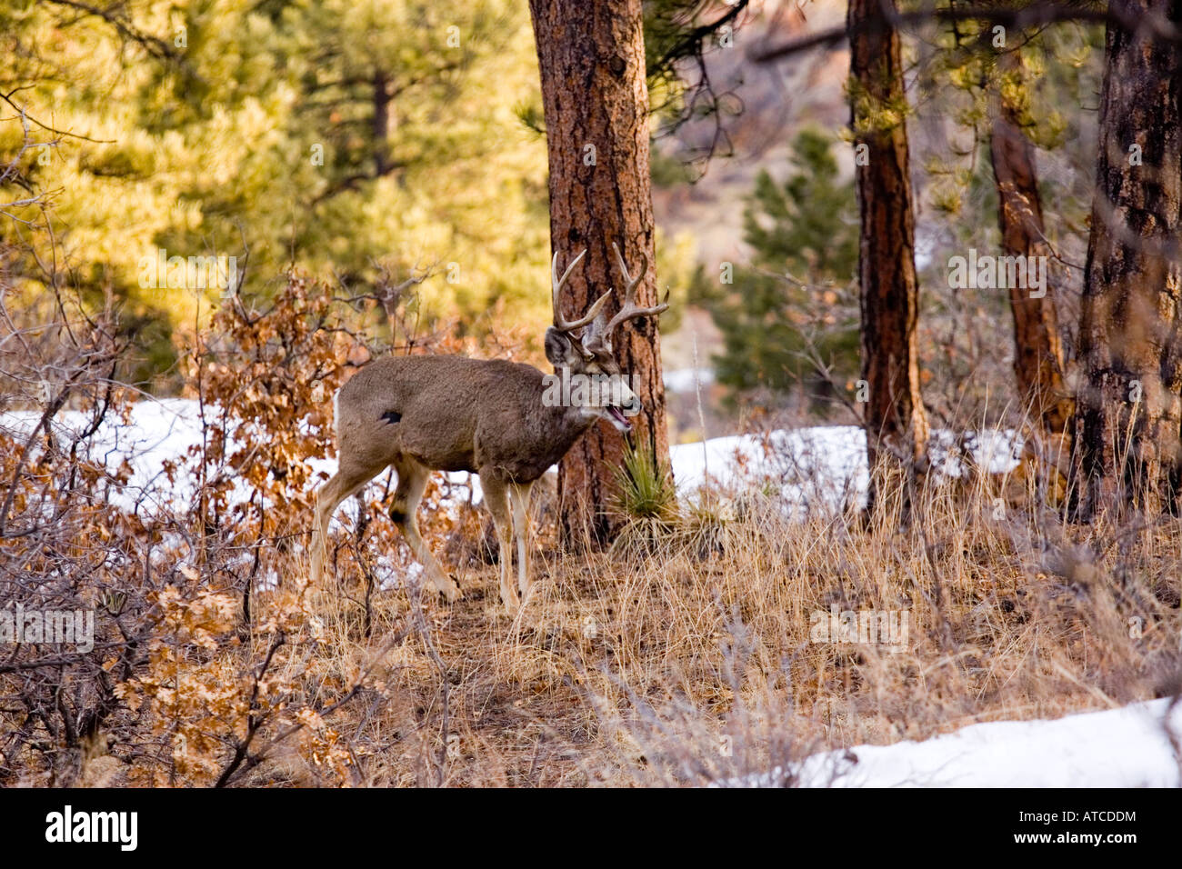 Bâillement cerfs Banque D'Images