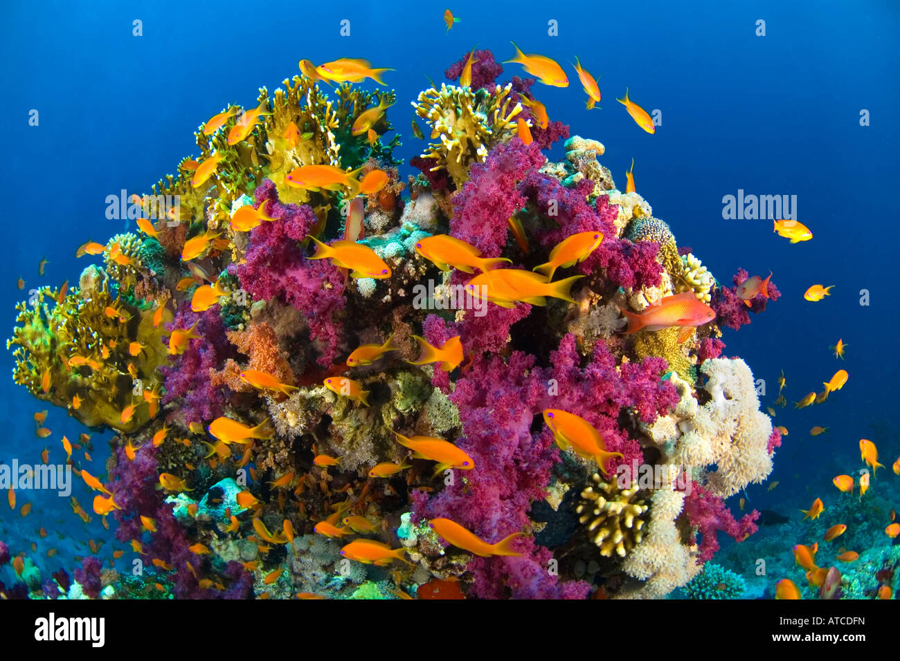 Les poissons et les récifs coralliens de la mer Rouge, l'Égypte, sous