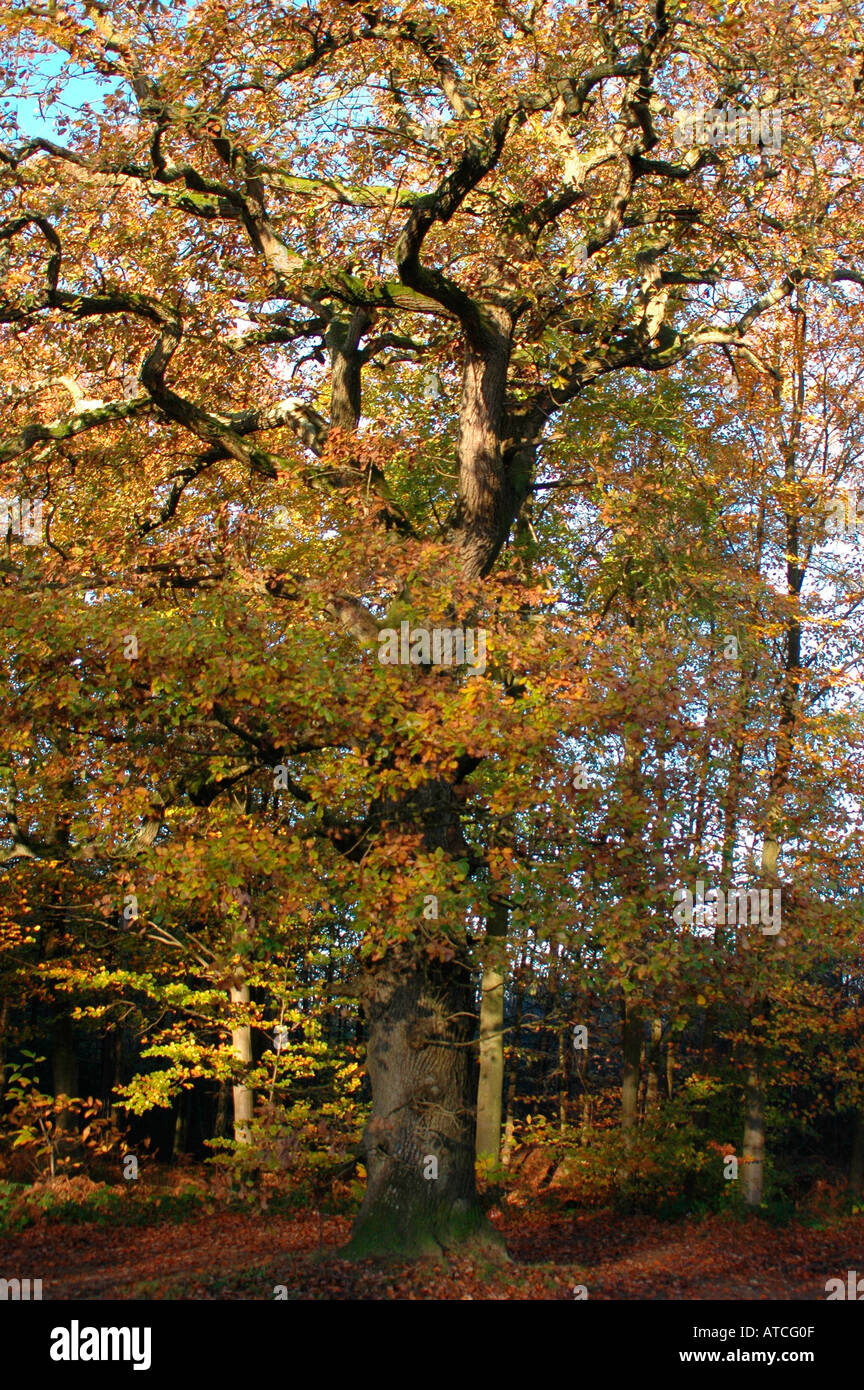 Autumn Oak tree against a blue sky Banque D'Images