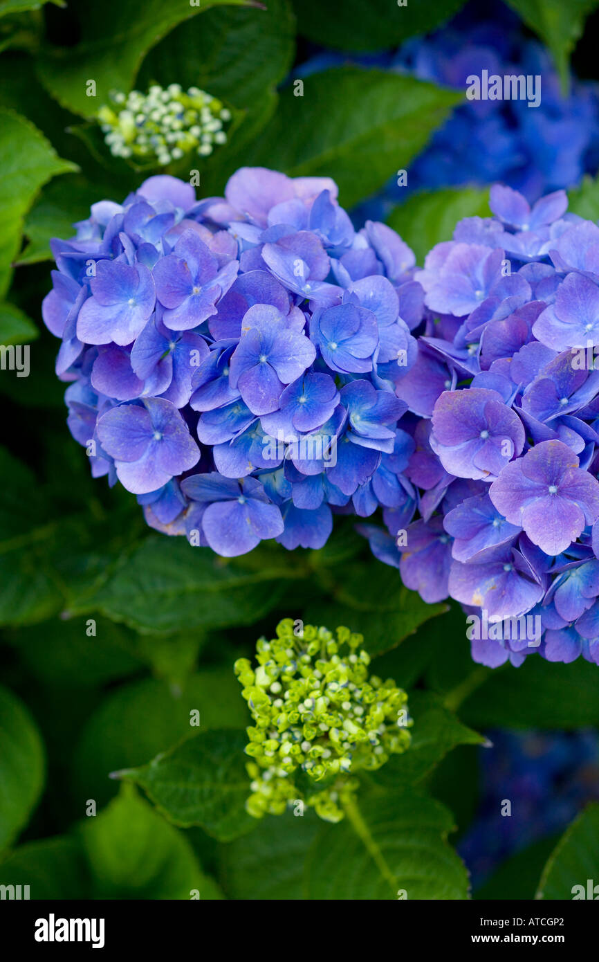 Hydrangea macrophylla Universal Banque D'Images