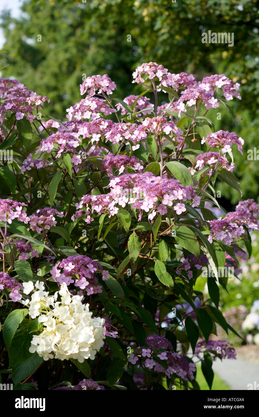 L'Hydrangea aspera Kawakami x involucrata Banque D'Images