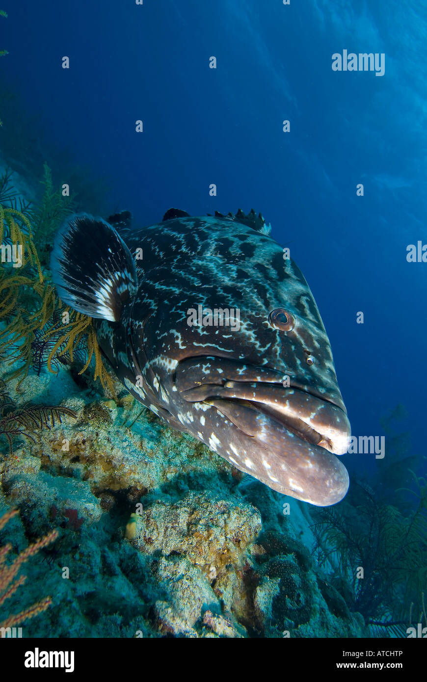 Le groupeur Bahamas, sous l'eau, la vie marine, l'océan, sur la mer, plongée, plongée sous-marine, sea life, du poisson, de l'eau bleue Banque D'Images