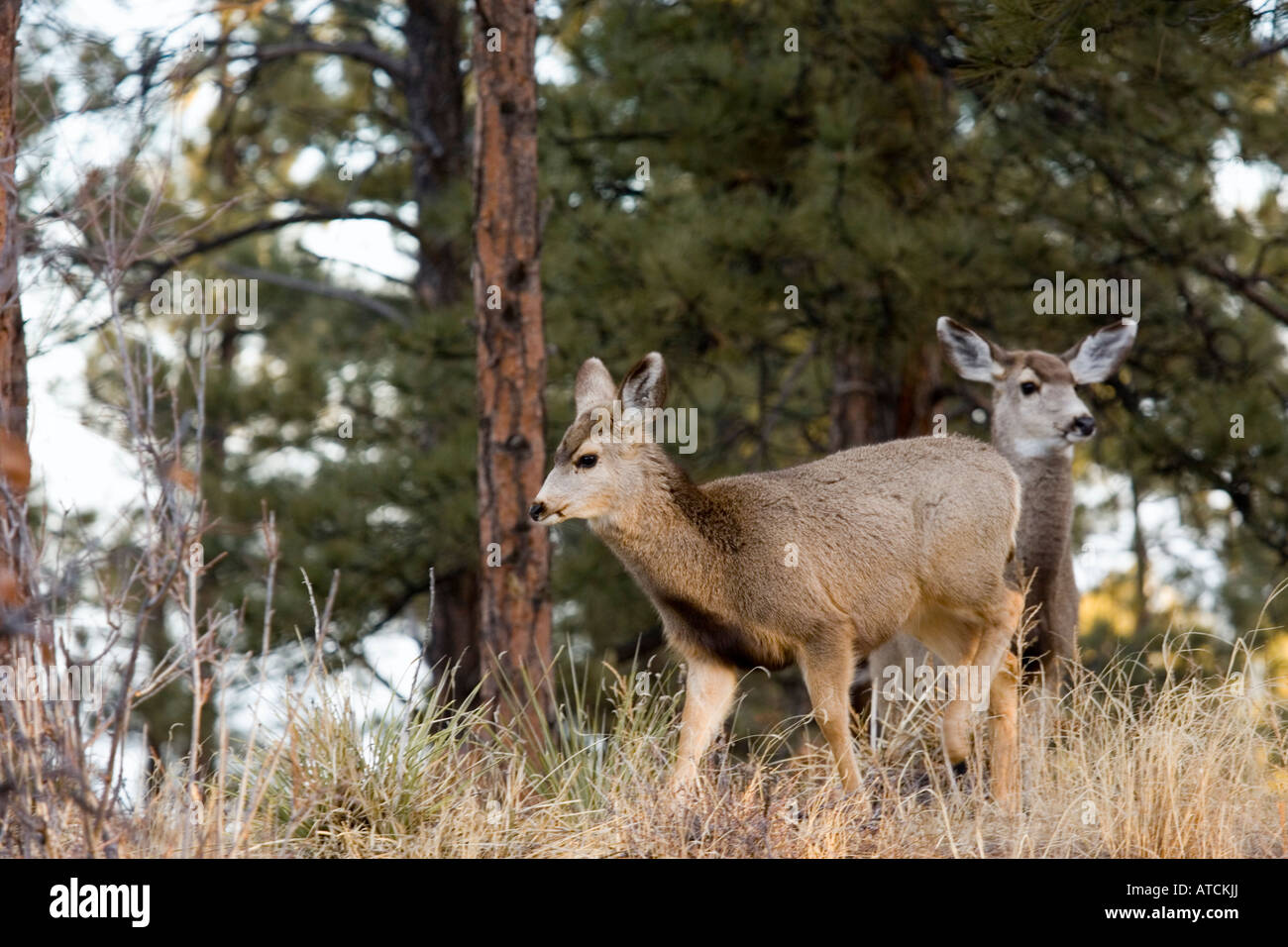 Deer mignon Banque D'Images