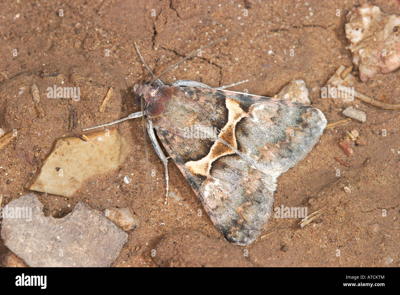 Forsebia perlaeta Tucson Arizona United States 10 octobre Lepidoptera NOCTUIDAE Banque D'Images