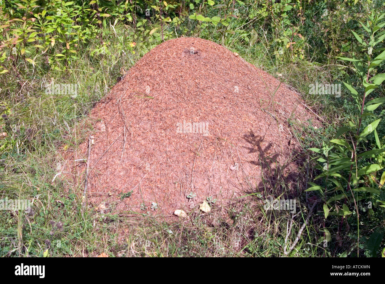 Bois ou Formica Formica sp mound Ant Banque D'Images