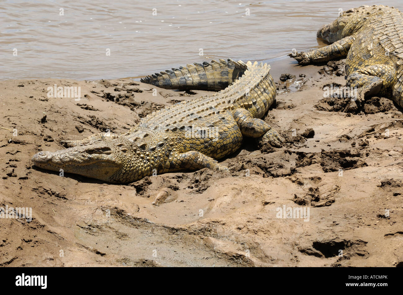 Un crocodile à la rivière Mara, Masai Mara, Kenya Banque D'Images
