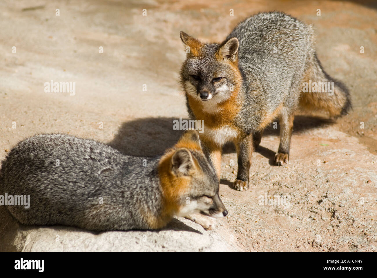 Deux Gray Fox à la Texas Zoo, Victoria, Texas, États-Unis Banque D'Images