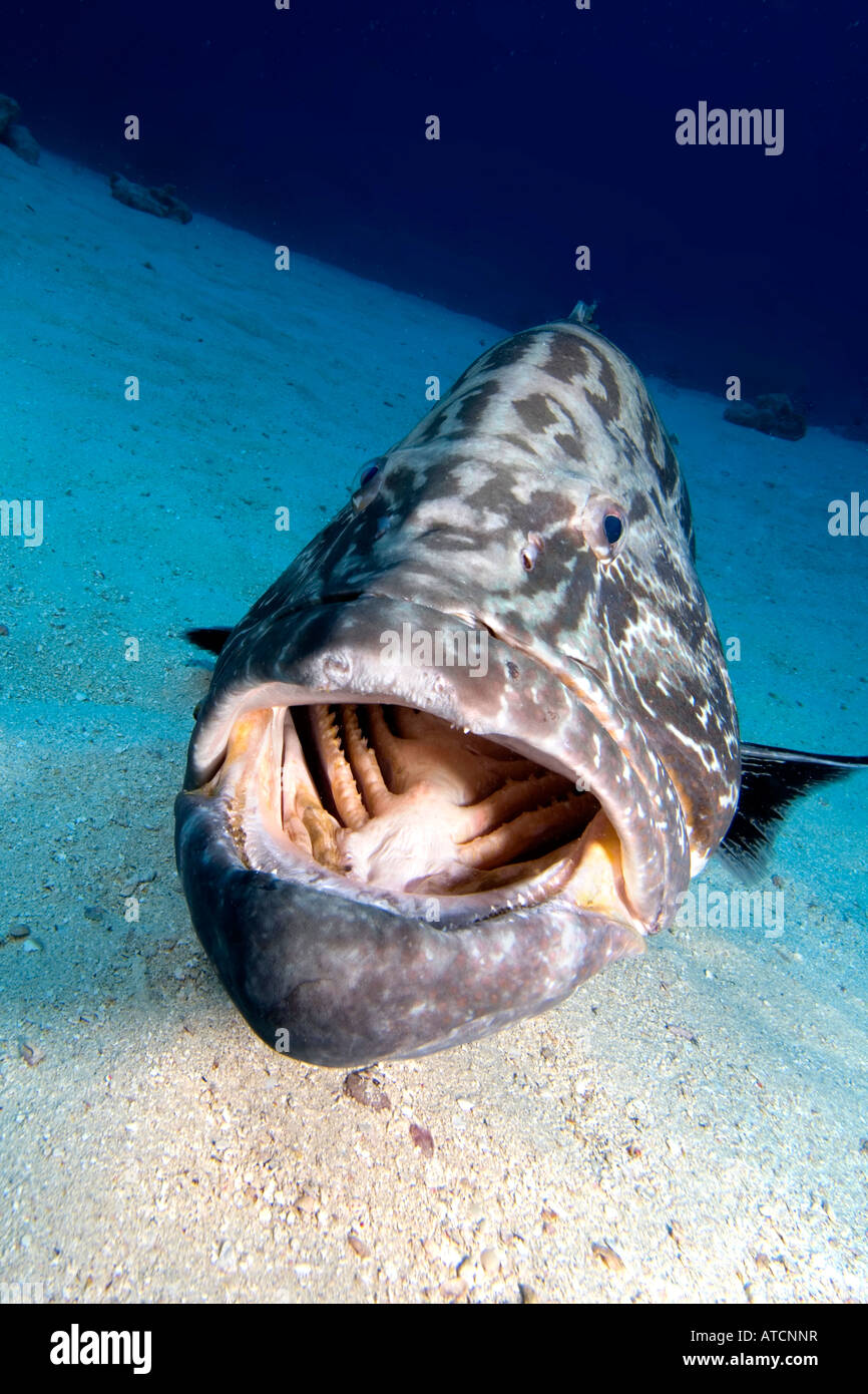 Le groupeur Bahamas, sous l'eau, la vie marine, l'océan, sur la mer, plongée, plongée sous-marine, bouche ouverte, sea life, poisson Banque D'Images