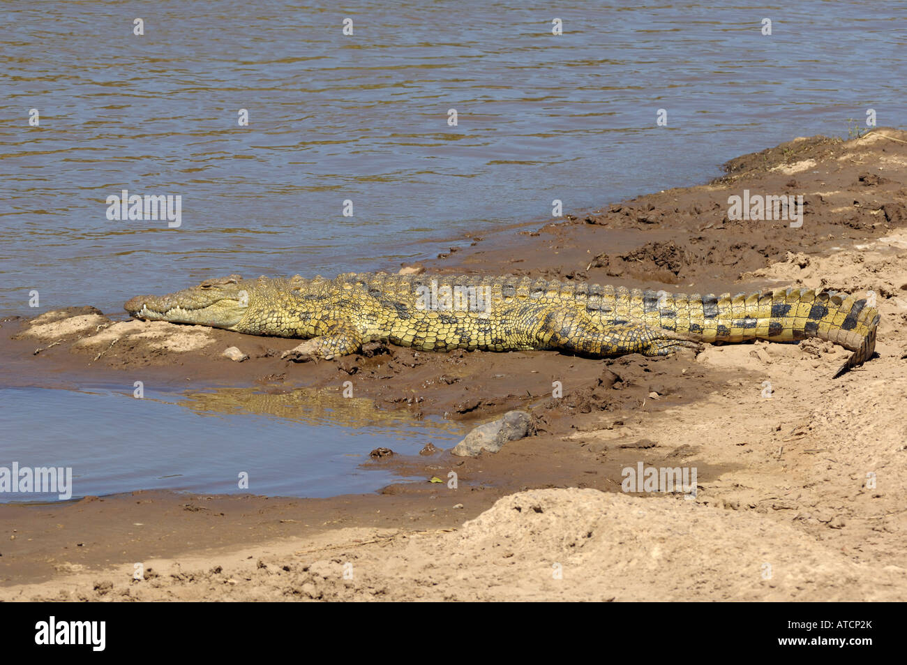 Un Crocodile à la rivière Mara, Masai Mara, Kenya Banque D'Images