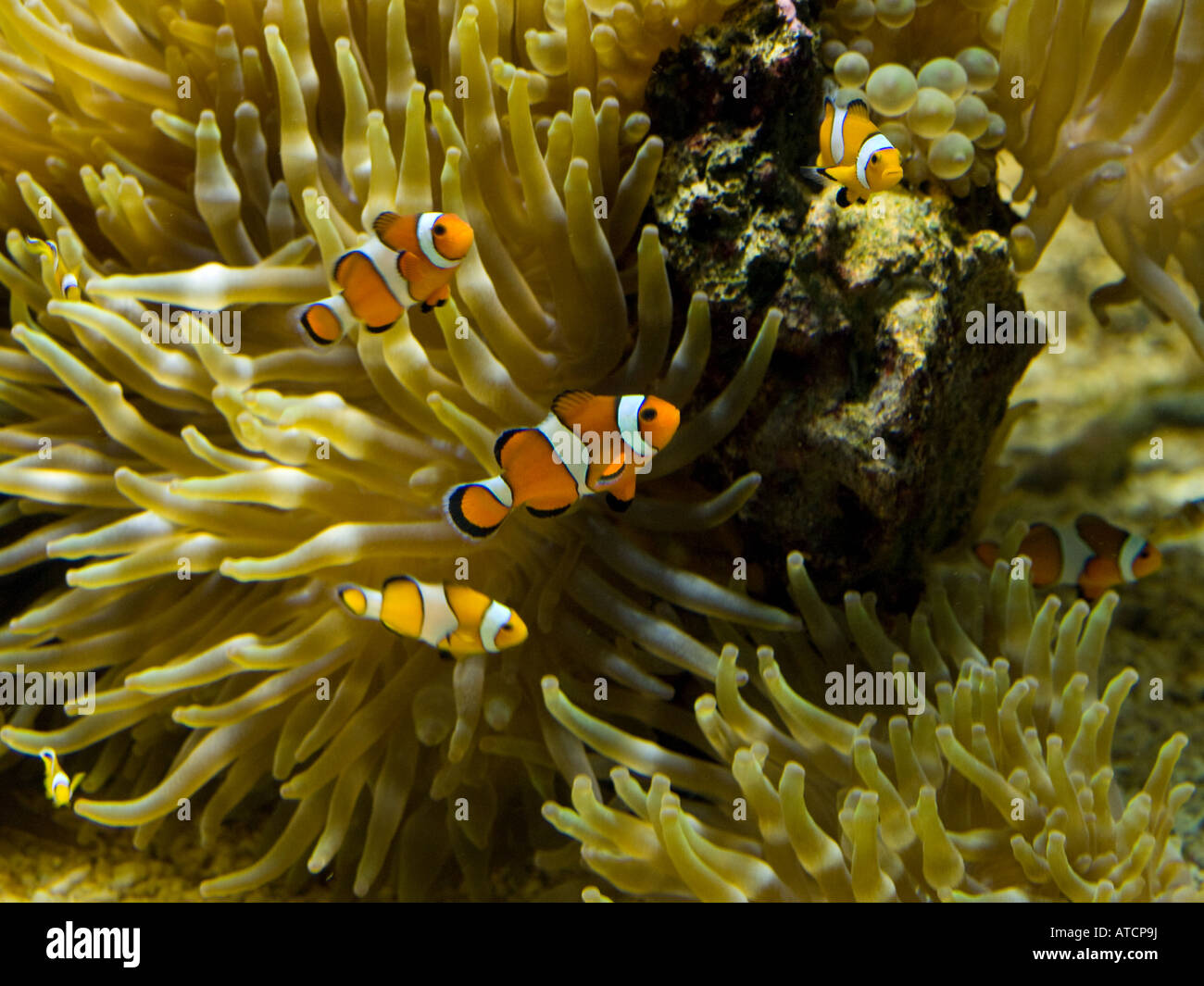 Commune De Bebe Poissons Clowns Nager Parmi Anemone De Mer Photo Stock Alamy