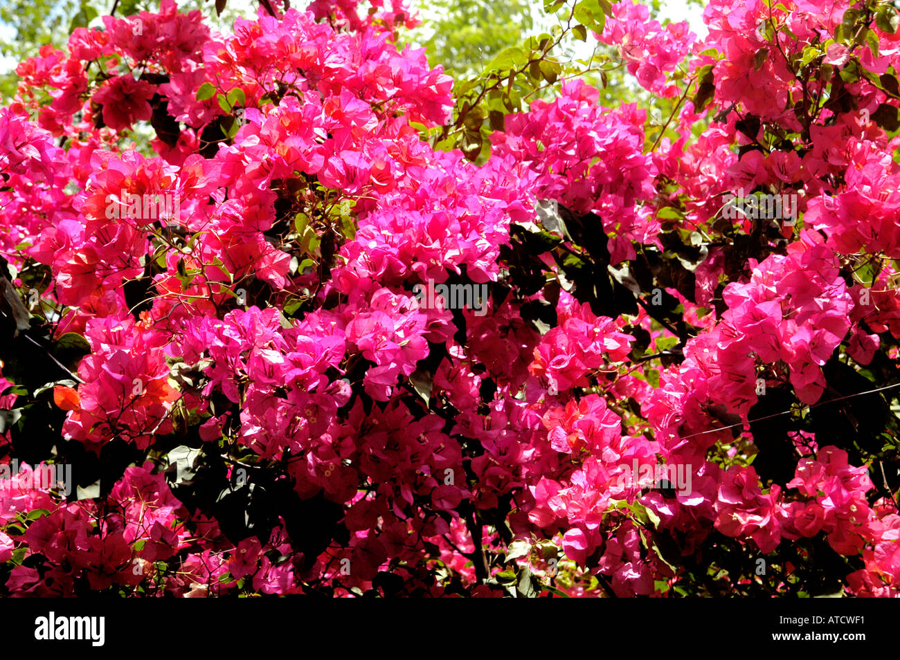 Ceylan Sri Lanka Asie Rose Rouge fleur Fleurs Banque D'Images Ceylan Sri Lanka Asie Rose Rouge fleur Fleurs Banque D'Images