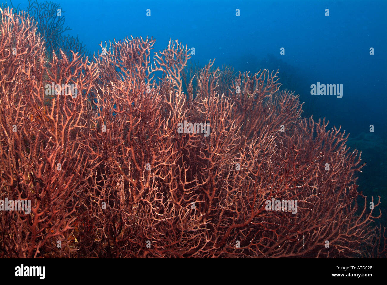 Domaine de l'eau profonde, des fans de la mer au large de l'île de Bimini, Bahamas Banque D'Images