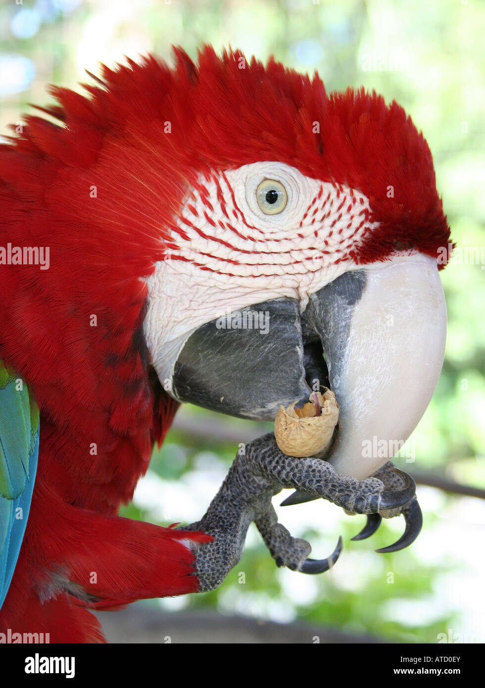 Scarlet Macaw Parrot Banque D'Images