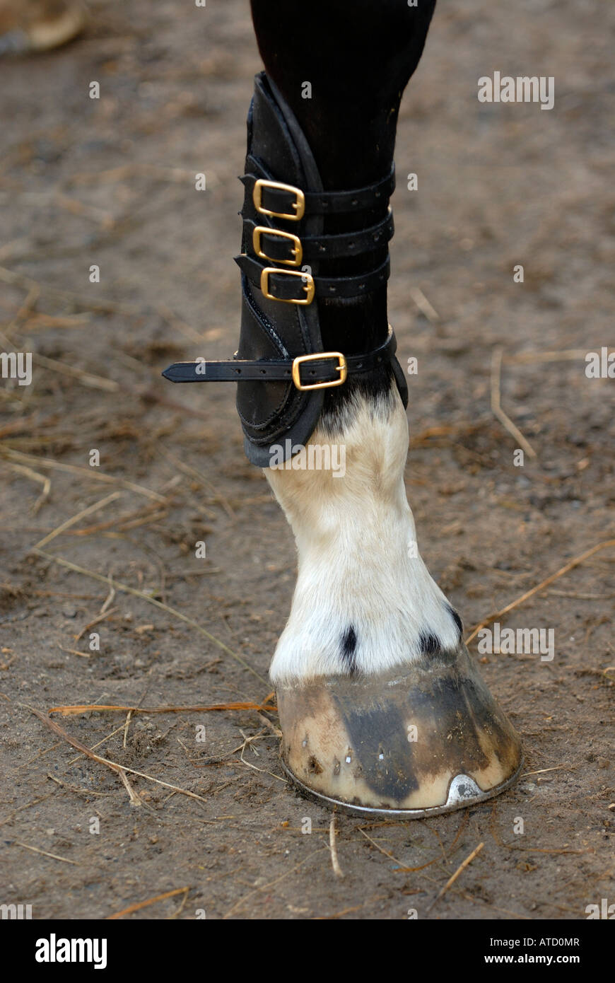 Un cheval poney portant des bottes guêtres de tendon pour protéger et soutenir le bas des jambes à la suite de blessures ou de blessures lors de concours hippique Banque D'Images