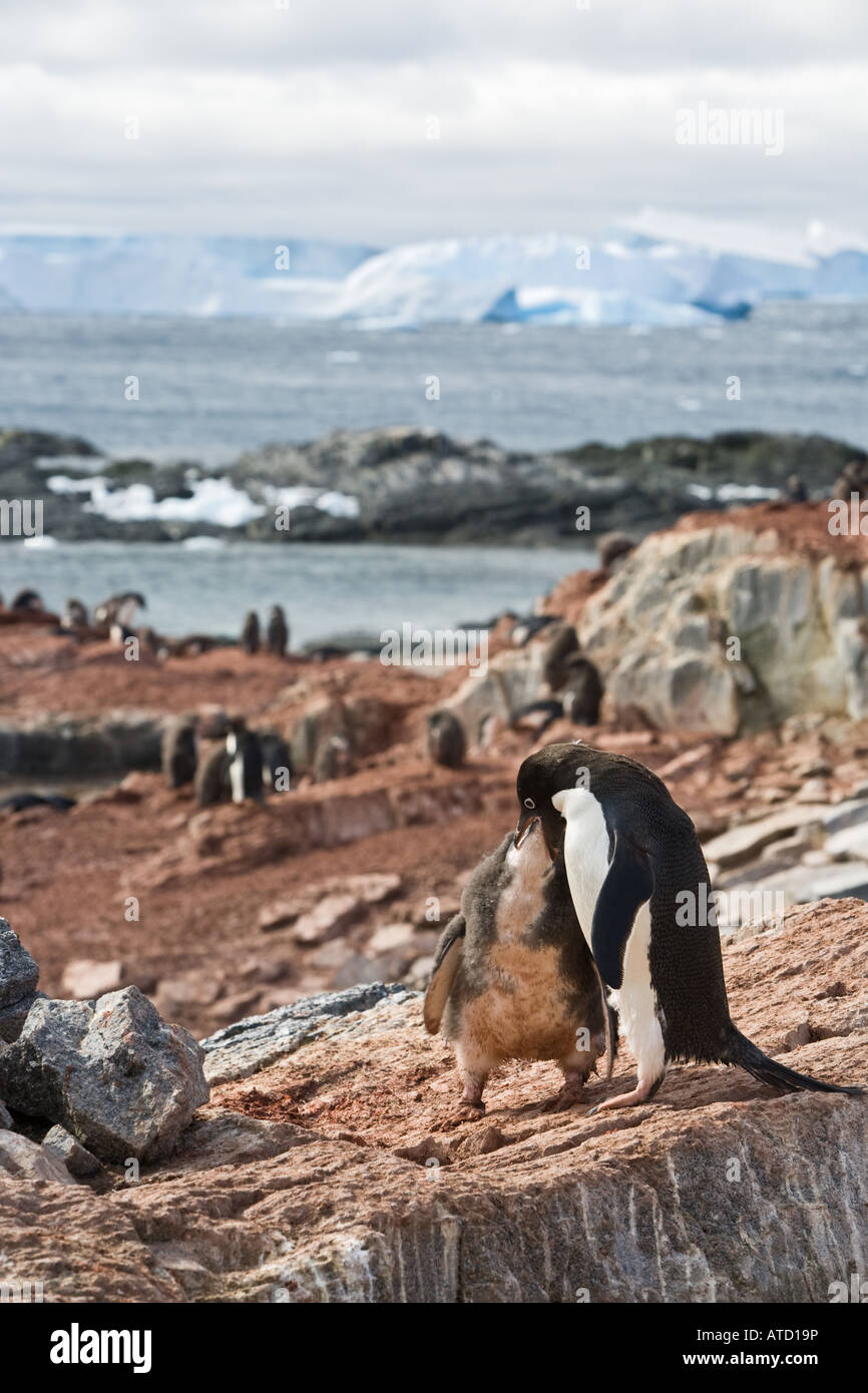 Adelie penguin nourrir un enfant sur l'île de gourdin d'icebergs dans l'arrière-plan dans l'Antarctique Banque D'Images