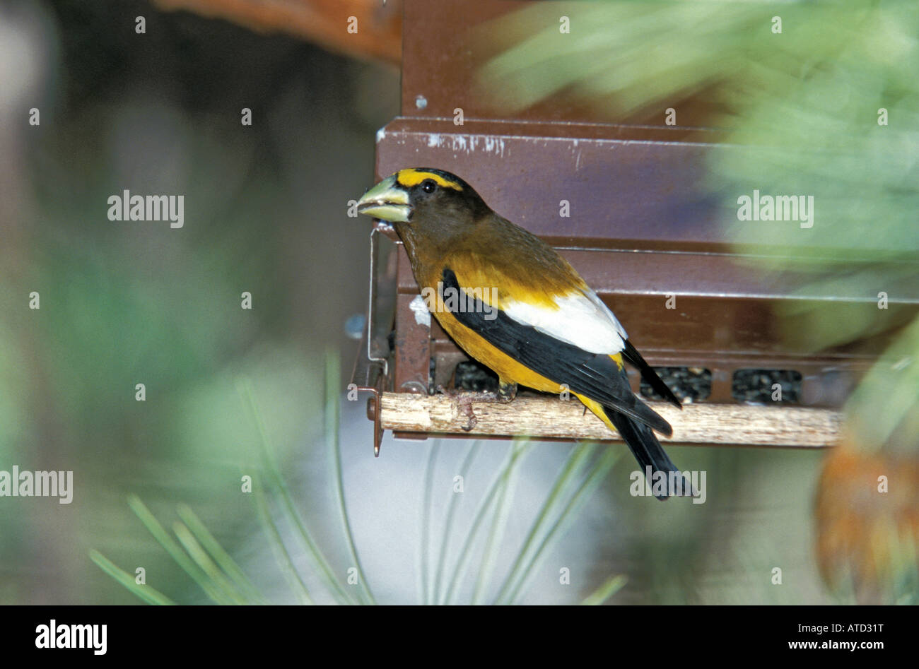 Le Gros-bec errant Coccothraustes vespertinus Estes Park, Colorado, United States Juin homme adulte sur le convoyeur d'Fringillidae Banque D'Images