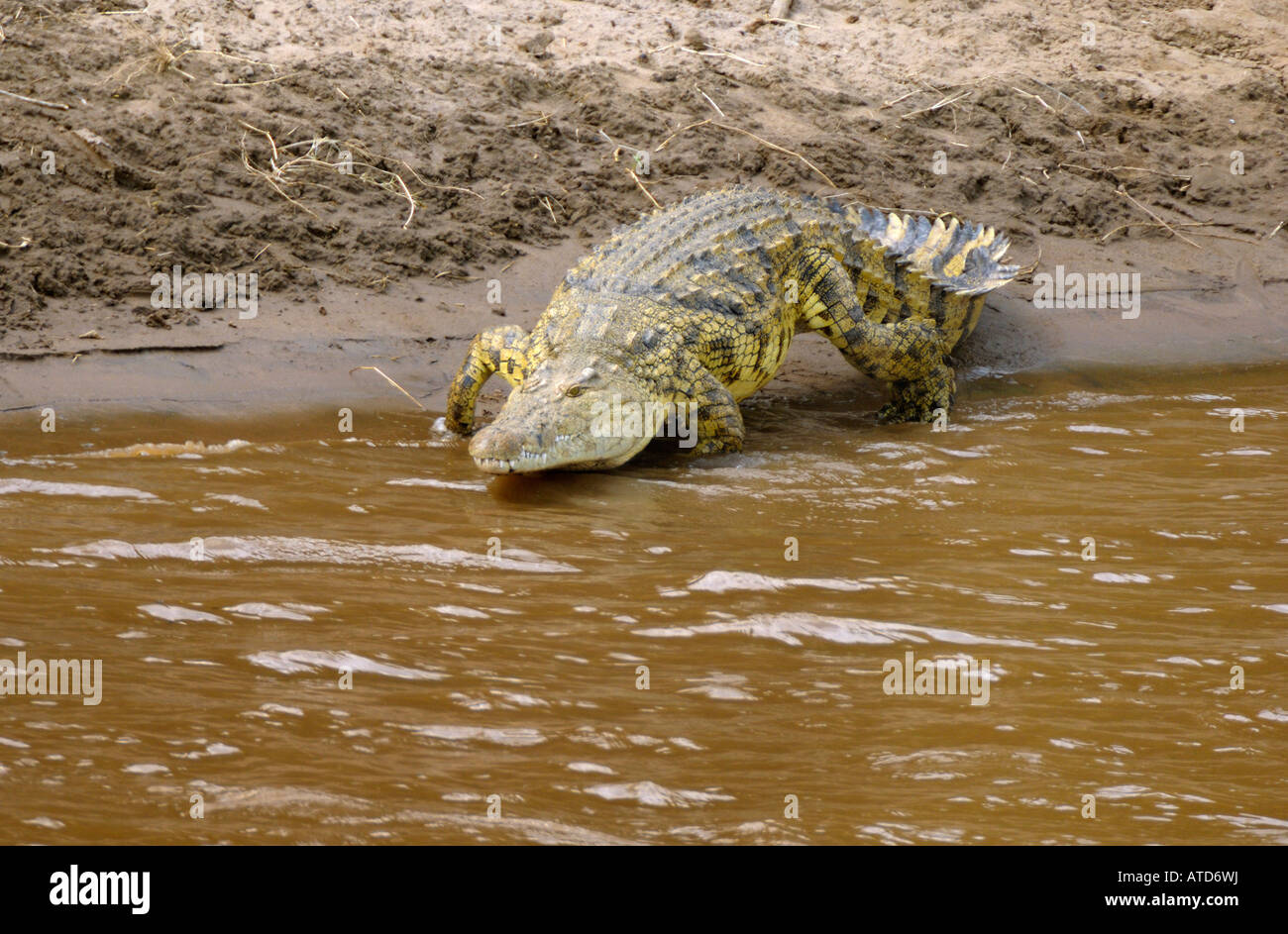 Un crocodile se jette dans le fleuve, rivière Mara, Masai Mara, Kenya Banque D'Images