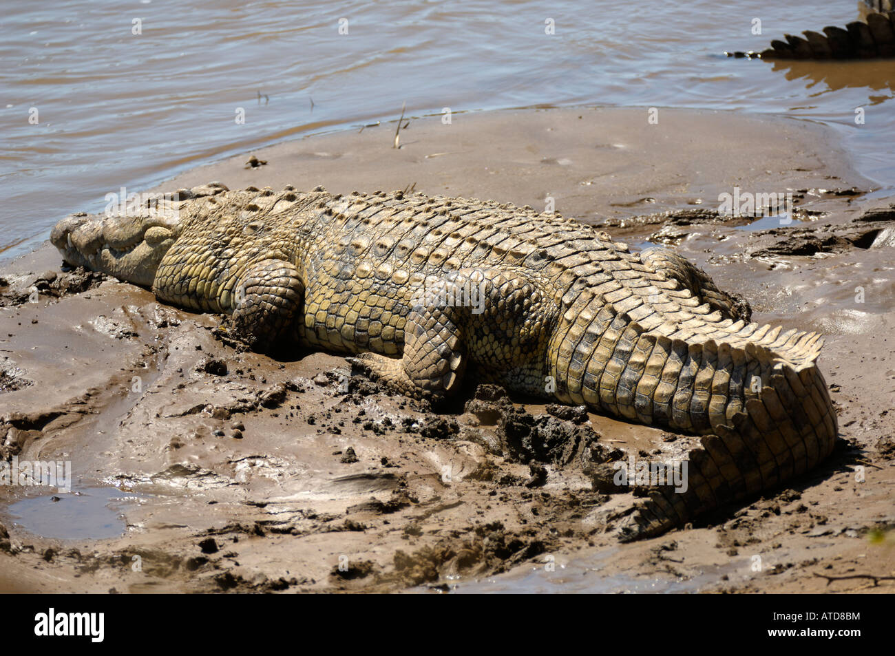 Un Crocodile à la rivière Mara, Masai Mara, Kenya Banque D'Images