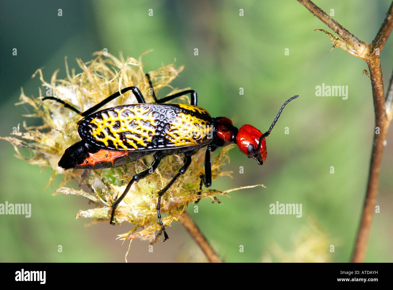 Croix de fer Tegrodera Blister Beetle aloga Tucson Arizona United States 21 mai famille Meloidae Adultes Banque D'Images