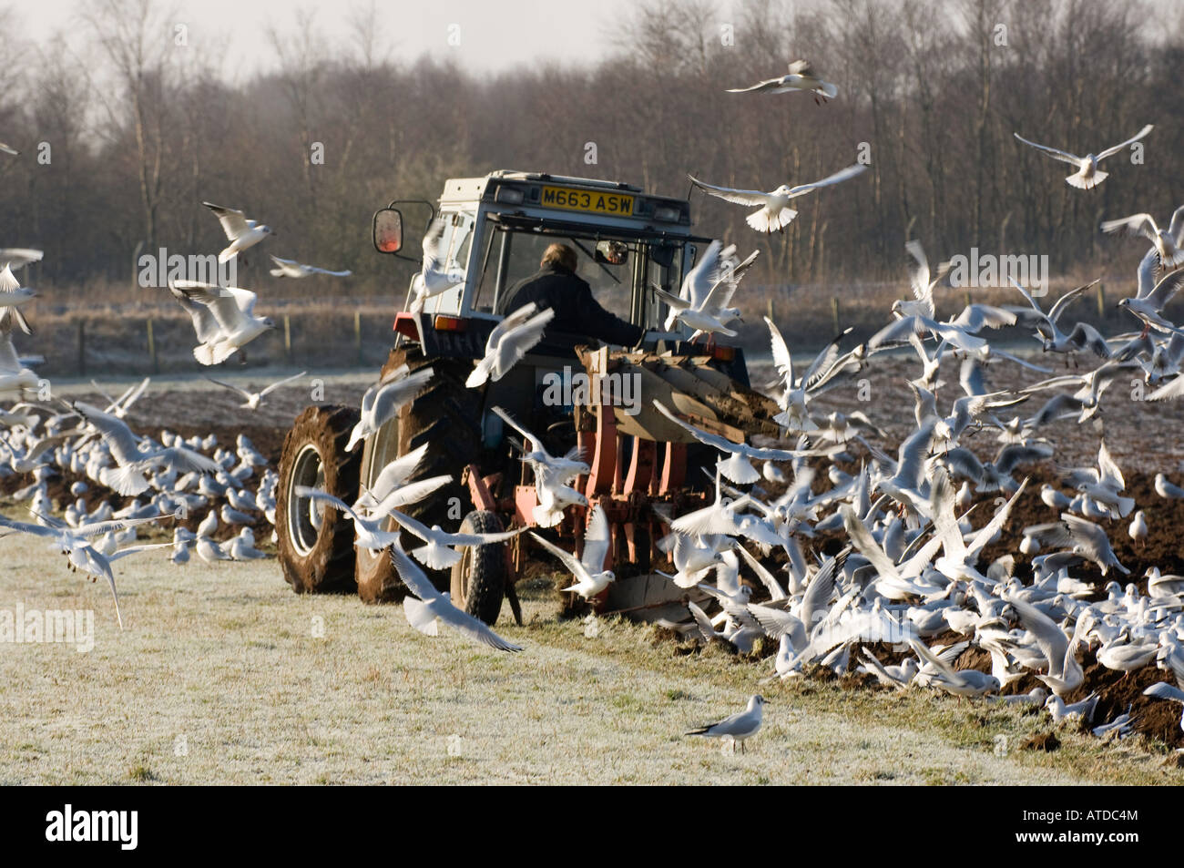 L'opérateur Du Tracteur S'inverse Pour Continuer Le Labourage Photo stock -  Image du oiseau, herbe: 274529988