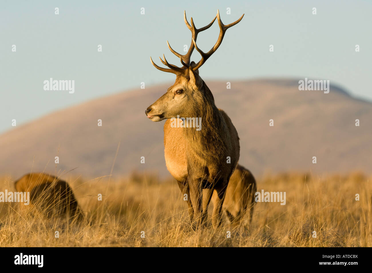 Red Deer stag en Glenkens Galloway Ecosse Cervus elaphus Banque D'Images
