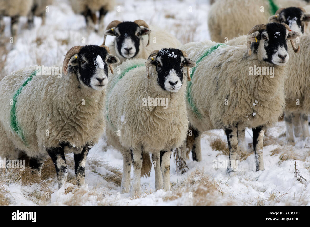 Brebis Swaledale dans la neige Février cumbria Banque D'Images