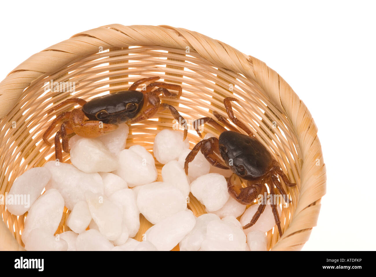 Dans le panier de crabes d'eau douce Banque D'Images