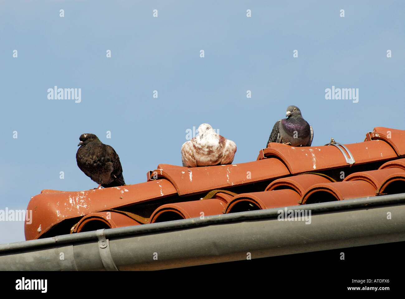 Trois pigeons assis sur un toit, Allemagne Banque D'Images