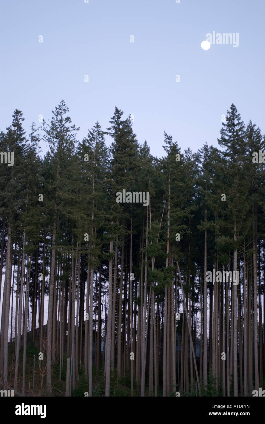 Un nouveau développement immobilier de l'État de Washington. Banque D'Images