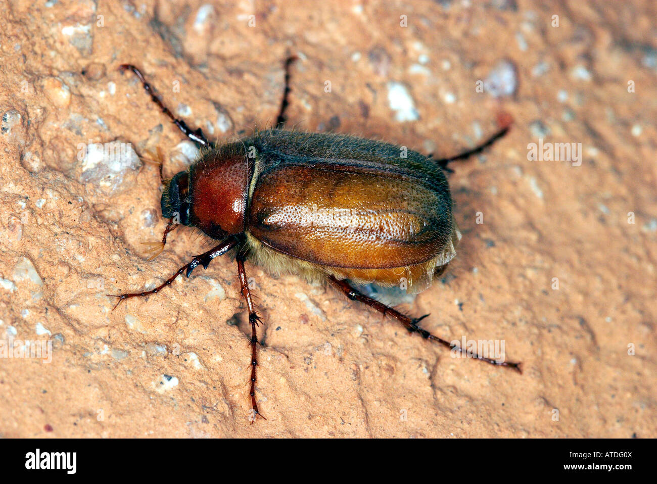 Hanneton ou June Bug Phyllophaga spp Tucson Arizona United States Coleoptera Scarabaeidae Banque D'Images