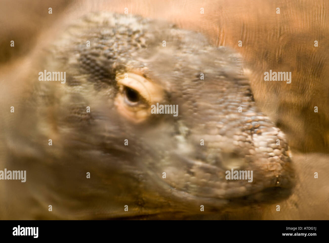 Smaug le Dragon de Komodo vit au zoo de Houston Texas USA Banque D'Images