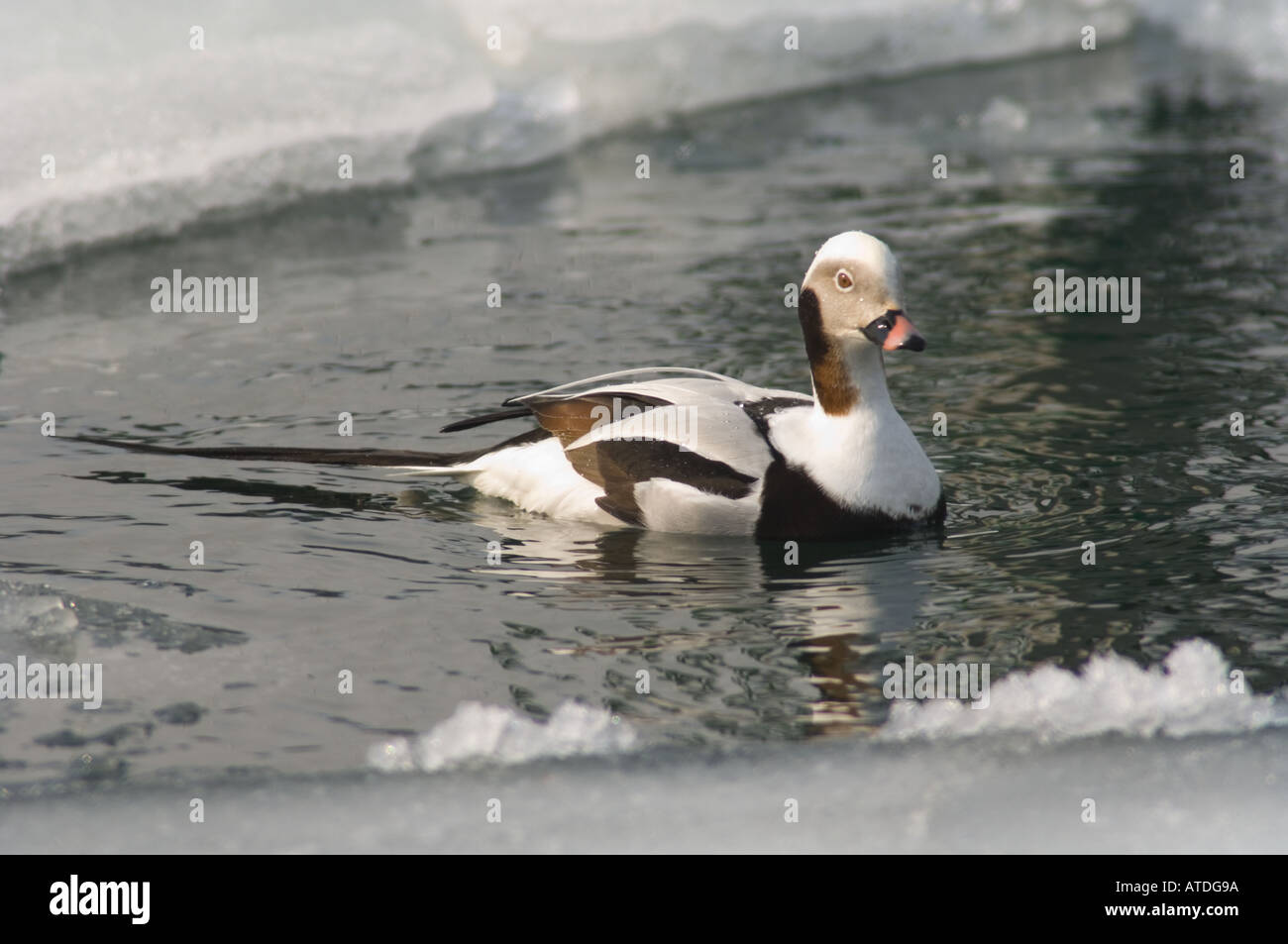 L'Harelde kakawi canard ou longue, Clangula hyemalis, pauses comme il navigue sur les plaques de glace dans une recherche quotidienne pour la survie. Banque D'Images