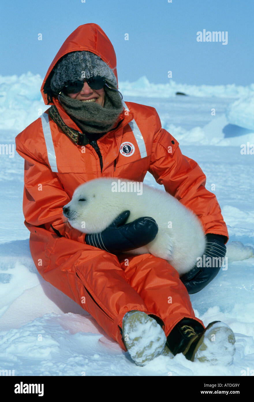 Tourist avec bébé phoque du Groenland (Phoca groenlandica) Madeleine Québec CANADA M. Banque D'Images