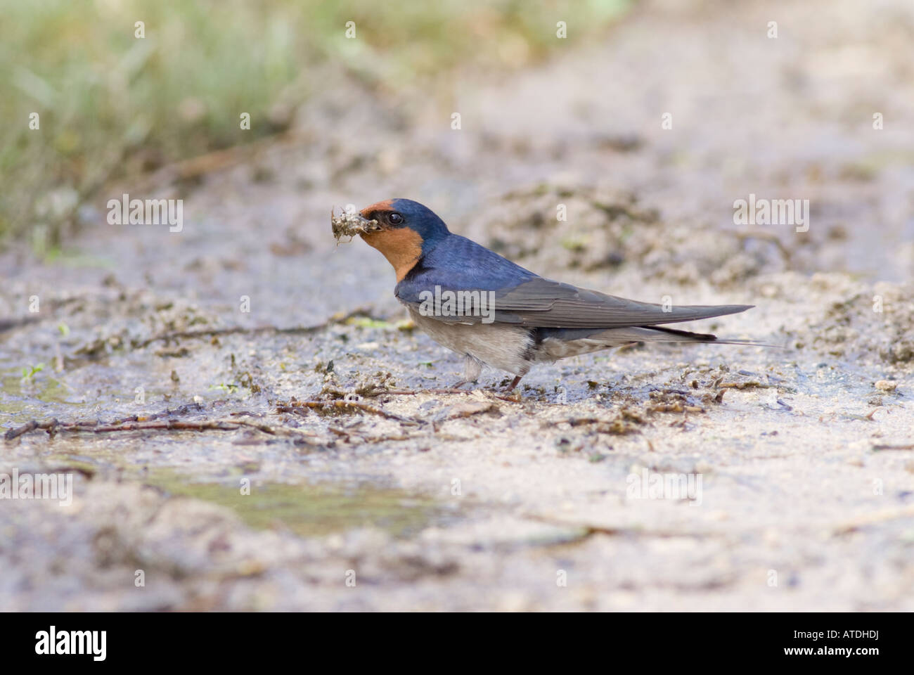 Hirondelle se rassemblant pour son nid Banque de photographies et d — free download