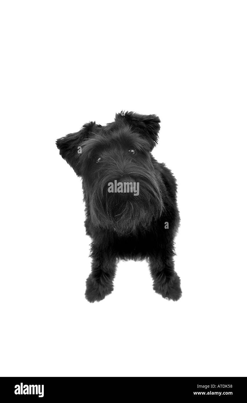 Jeune chiot Schnauzer noir se trouve sur un fond blanc et ressemble à l'appareil photo UK Banque D'Images
