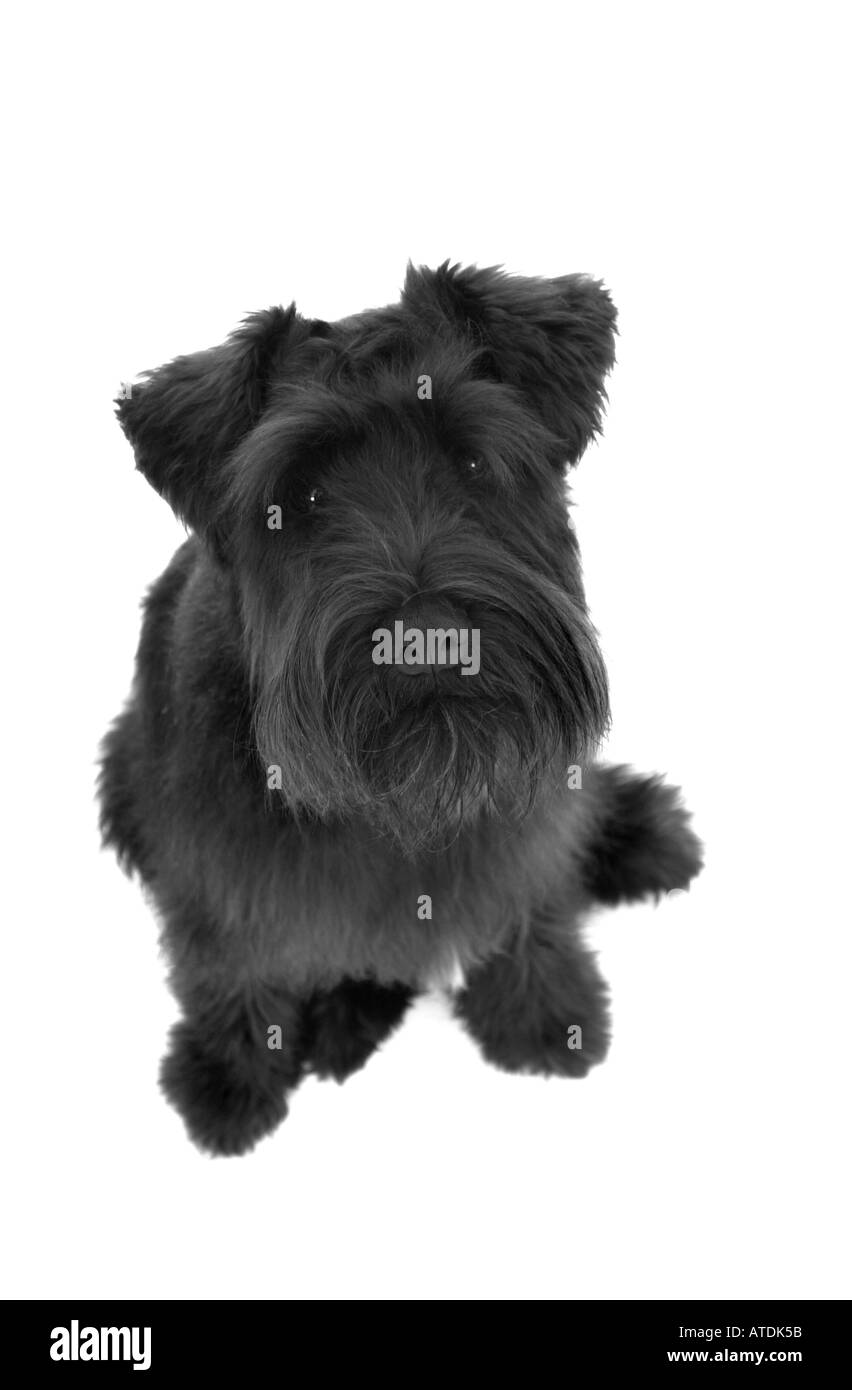 Jeune chiot Schnauzer noir se trouve sur un fond blanc et ressemble à l'appareil photo UK Banque D'Images