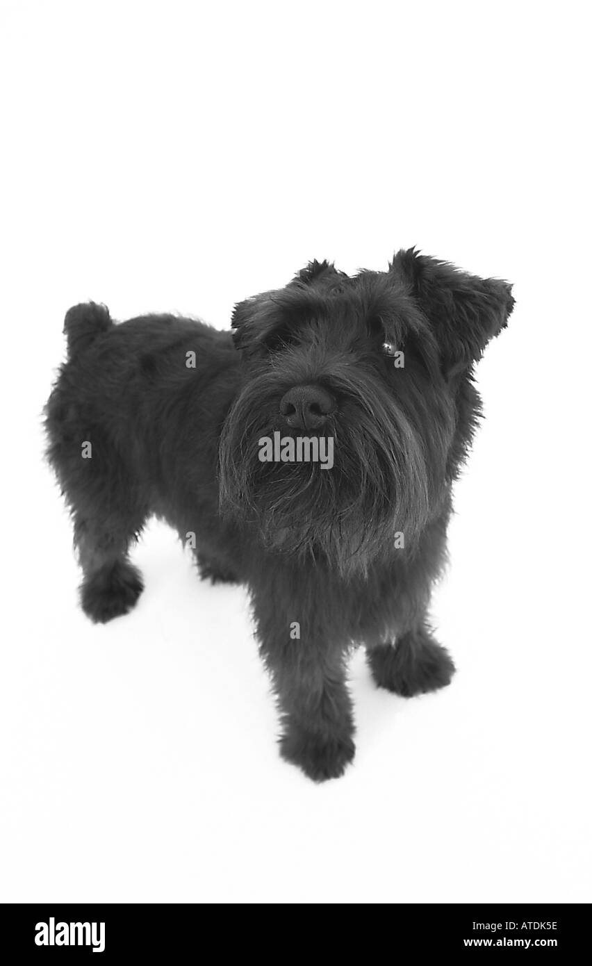 Jeune chiot schnauzer nain noir sur fond blanc UK Banque D'Images