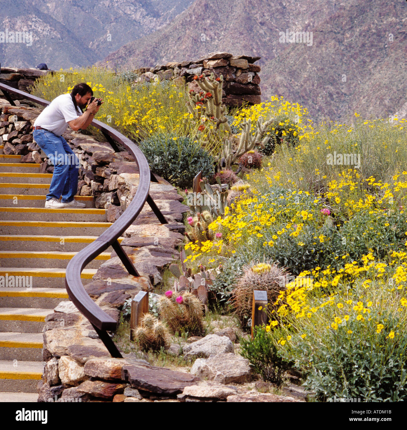Man photographing fleurs sauvages à Anza Borrego Desert State Park Visitor Center de Californie Banque D'Images