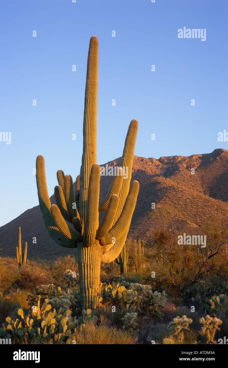 Cactus géant saguaro Saguaro National Park au coucher du soleil, l'unité de l'Ouest près de Tucson Arizona Banque D'Images