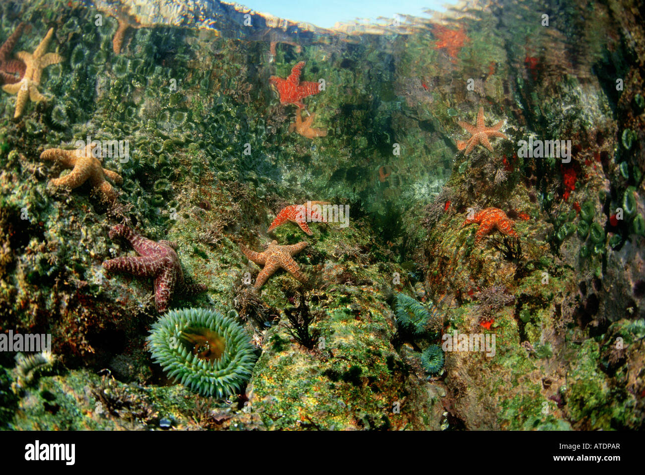 Des flaques abritent une riche diversité de plantes et d'animaux Point Soberanes Monterey Bay Marine Sanctuary Californie Nat Banque D'Images