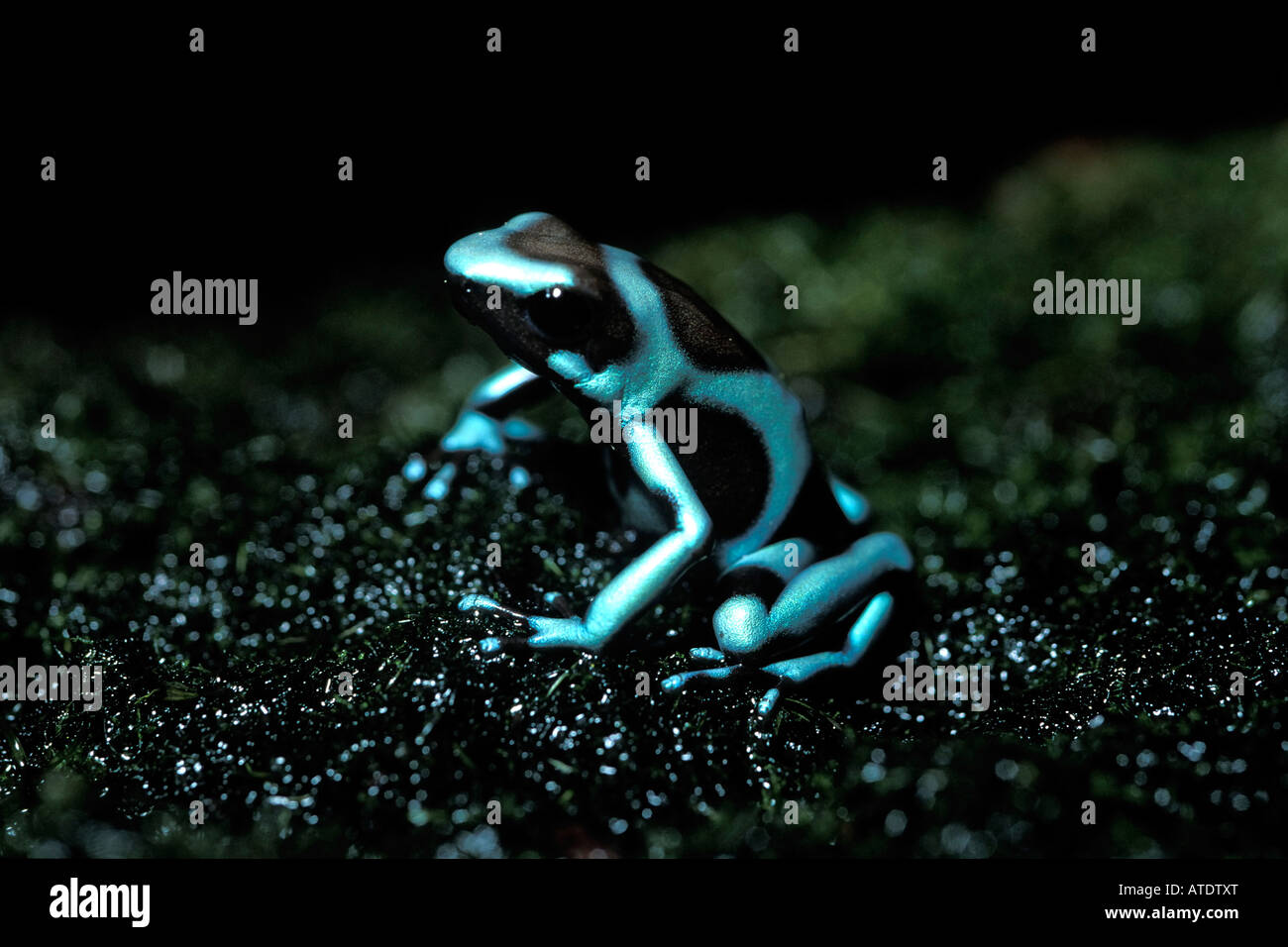 Grenouille Dendrobates auratus flèche empoisonnée d'Amérique centrale et du sud c Banque D'Images